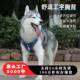 跨境狗背带胸背工字型中大型犬狗狗牵引绳防爆冲遛狗绳大狗胸背带