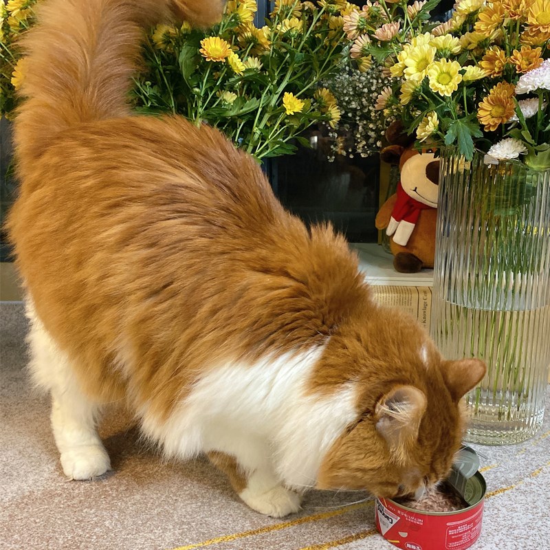 宝咖咖猫罐头猫咪营养增肥发腮主食零食整箱金枪鱼鸡肉汤罐湿粮