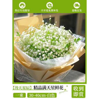 满星鲜花花束客厅摆装家居饰摆件鲜花云南BHK基地直发天干 干燥花