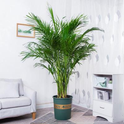 富贵椰绿子盆栽 大型室内卧室除甲醛凤尾竹厅EXZ植物客北欧植散尾