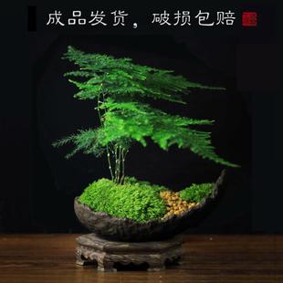 文竹创盆室桌内面耐阴好养办SDV公室意栽日式小盆景茶桌茶台茶室