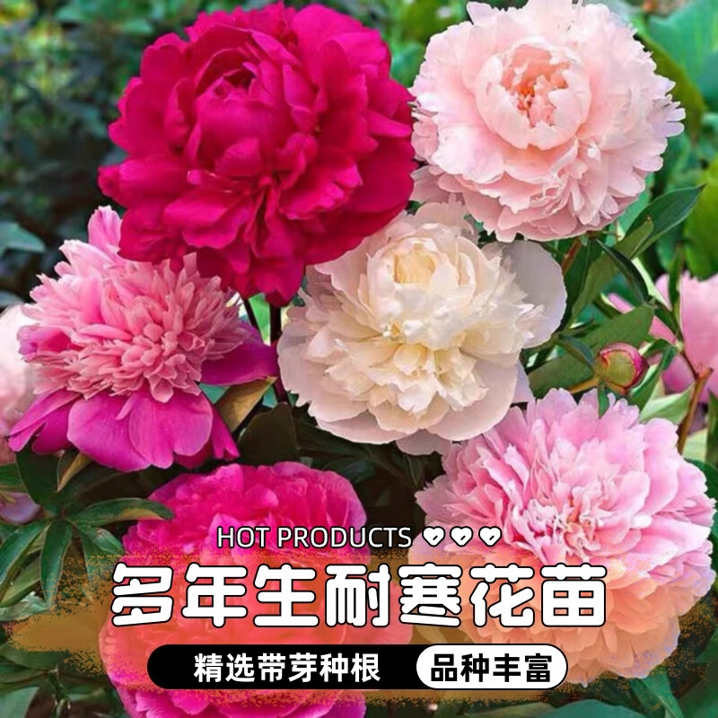 重瓣芍药花苗带芽根块多年生植物