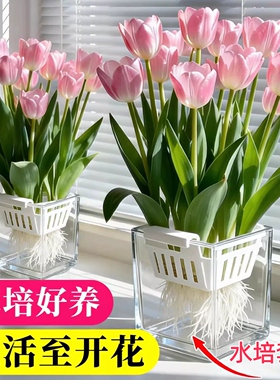 进口郁金香种球水培花卉室内外阳台好养易活耐寒植物土培盆栽植物