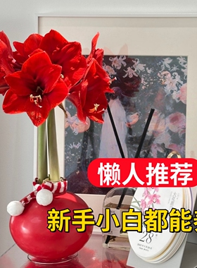 朱顶红蜡封种球室内桌面花卉观赏植物懒人好养易活节日祝福注定红