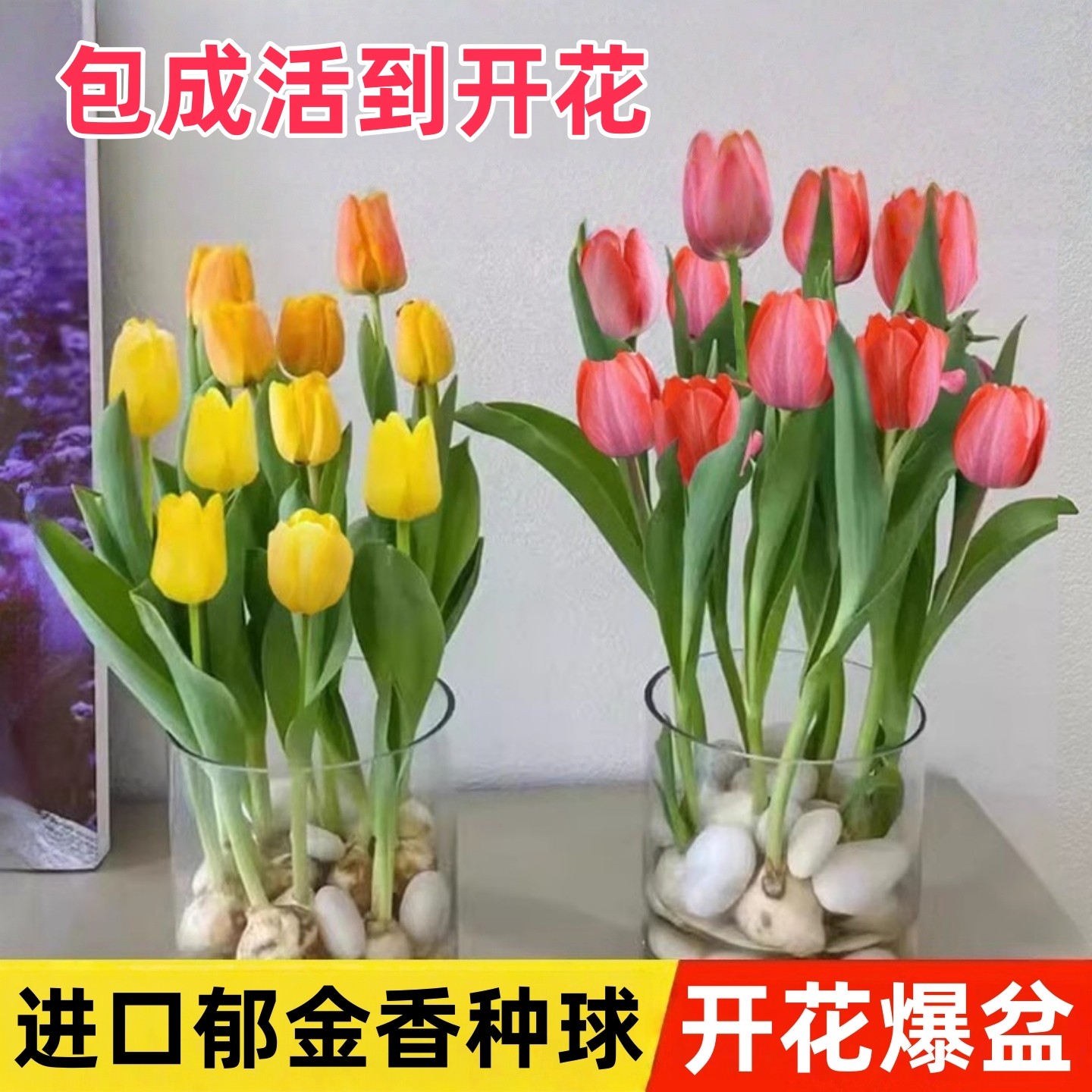 进口郁金香种球水培花卉室内外阳台好养易活耐寒植物土培盆栽植物,鲜花速递/花卉仿真/绿植园艺,时令草本花卉,淘宝优惠券,粉丝福利购,淘宝优惠卷