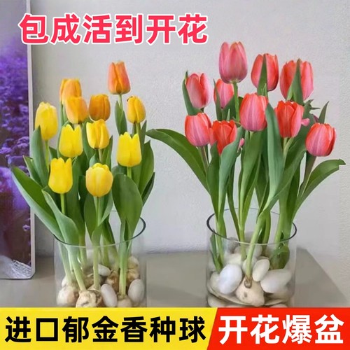 进口郁金香种球水培花卉盆栽植物