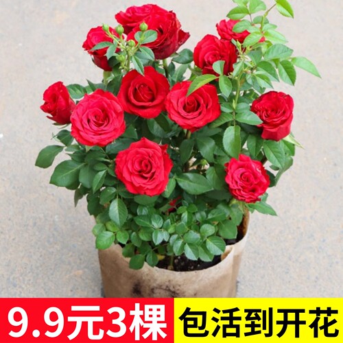 玫瑰花苗老桩盆栽花卉浓香植物