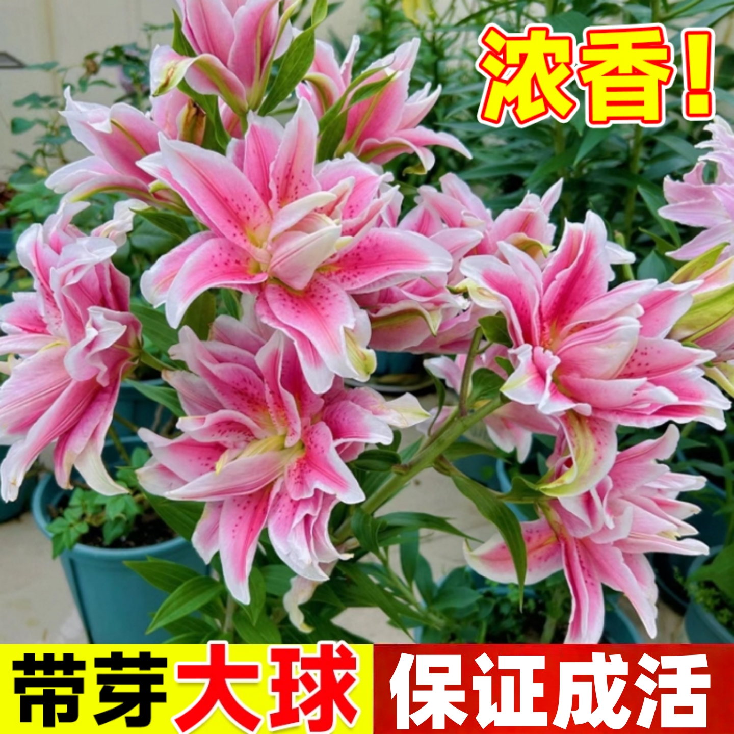 进口百合种球四季可种耐寒好养室内外阳台花卉植物百合花种球盆栽