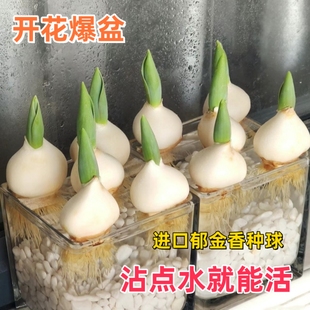 郁金香种球耐寒水培花卉盆栽植物室内外新手好养活水养郁金香种子