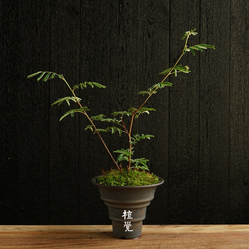 植觉  红花姬合欢  室内绿植小盆栽花卉绿植盆栽茶室茶空间摆件