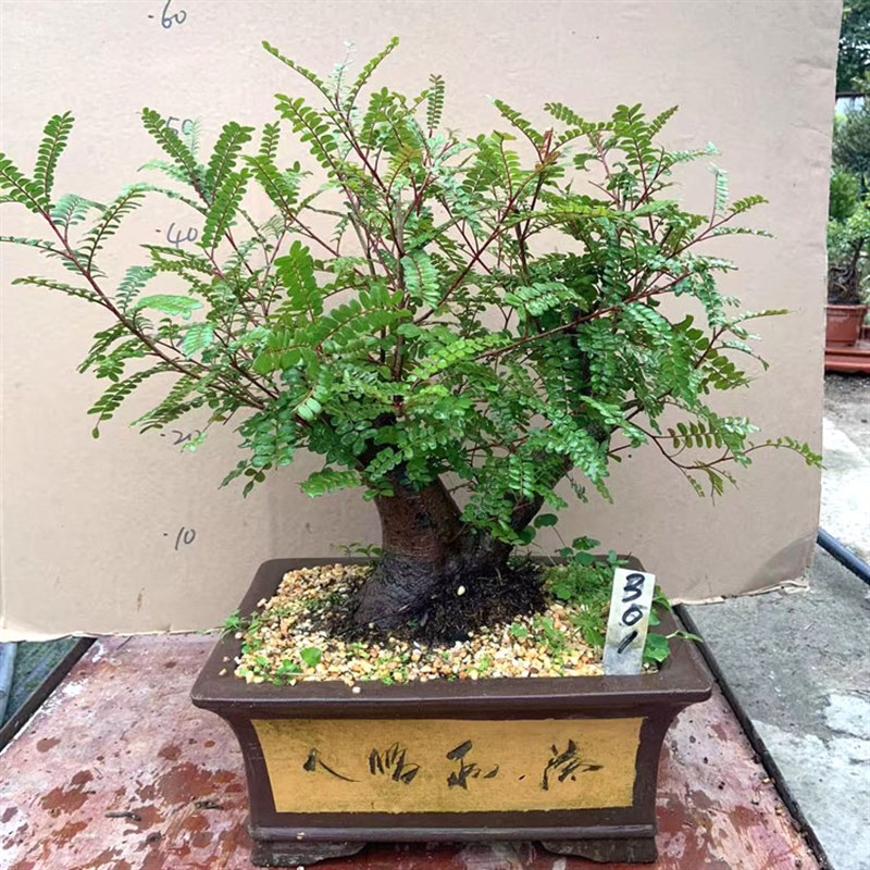 老桩红芽清香木树桩盆景贵黄檀盆栽净化空气提神驱蚊四季常青植物