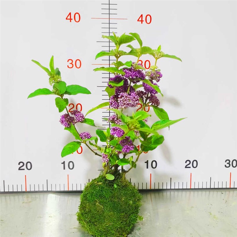 紫珠花盆栽四季结果室内外观果盆栽耐寒办公室客厅桌面喜庆盆景