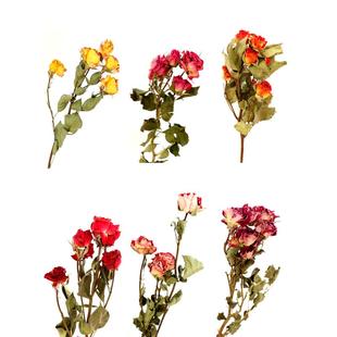 干花多头玫瑰花真花浪漫蔷薇泡泡北欧小清新家居装饰摆设毕业花束