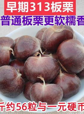 新货小陈板栗早期3113品种迁西板栗正宗新鲜板栗生新鲜大粒野生油