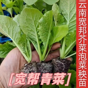 四川宽帮青菜秧苗宽叶厚肉青菜种子泡菜苗玻璃芥菜宽叶青菜种高产
