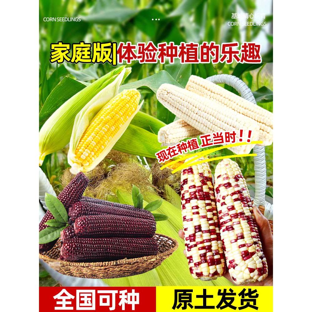 水果玉米苗黑甜糯玉米大苗早熟粘玉米苗超甜高产蔬菜秧苗阳台盆栽