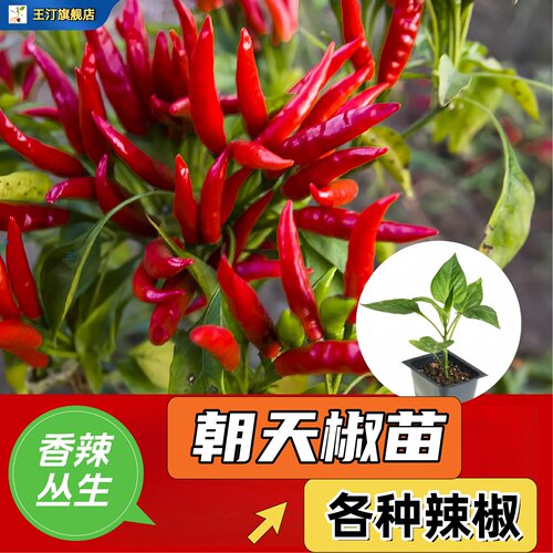 朝天椒苗种籽特辣泡小米指
