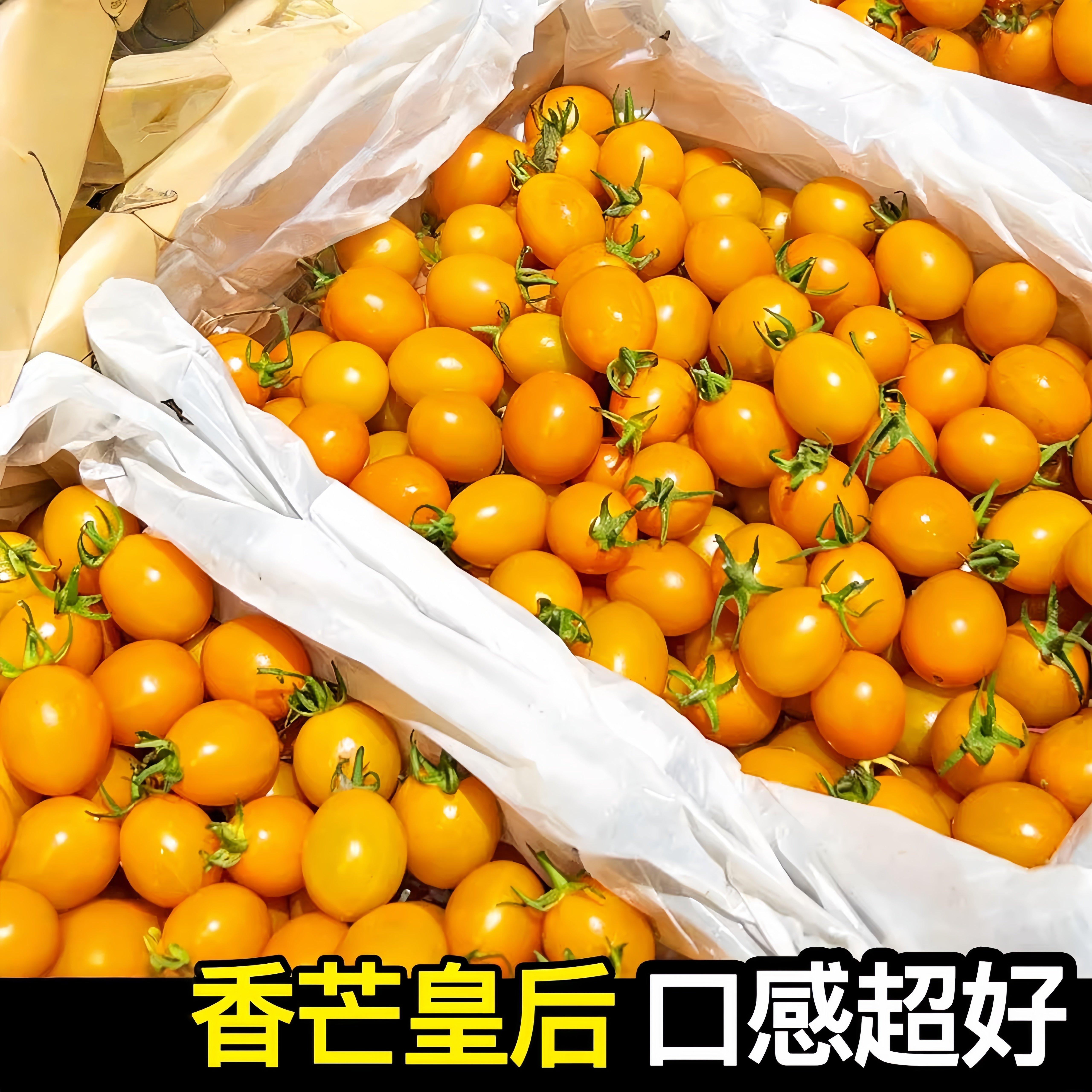 香芒皇后柿番茄苗辉煌橙黄色香甜千禧圣女果高糖口感超好小番茄苗