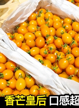香芒皇后柿番茄苗辉煌橙黄色香甜千禧圣女果高糖口感超好小番茄苗
