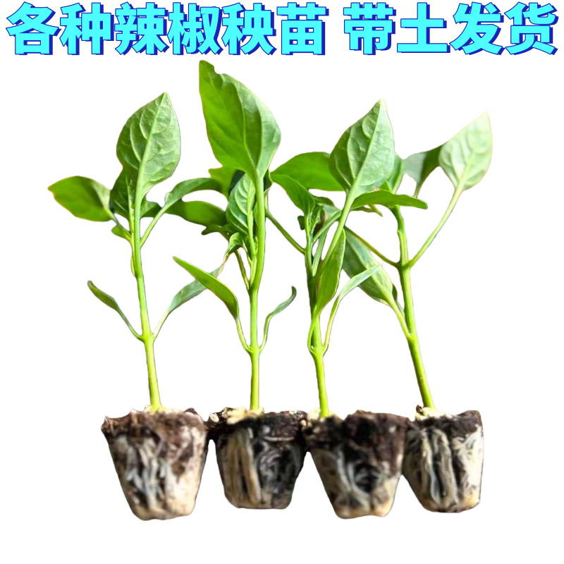 辣椒苗大椒苗牛角椒螺丝小米辣