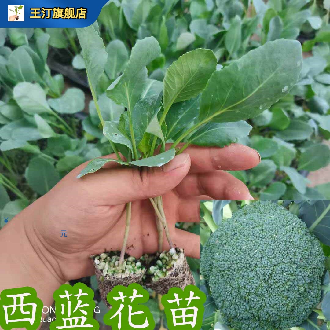 有机西兰花芽苗子甘蓝菜白图片