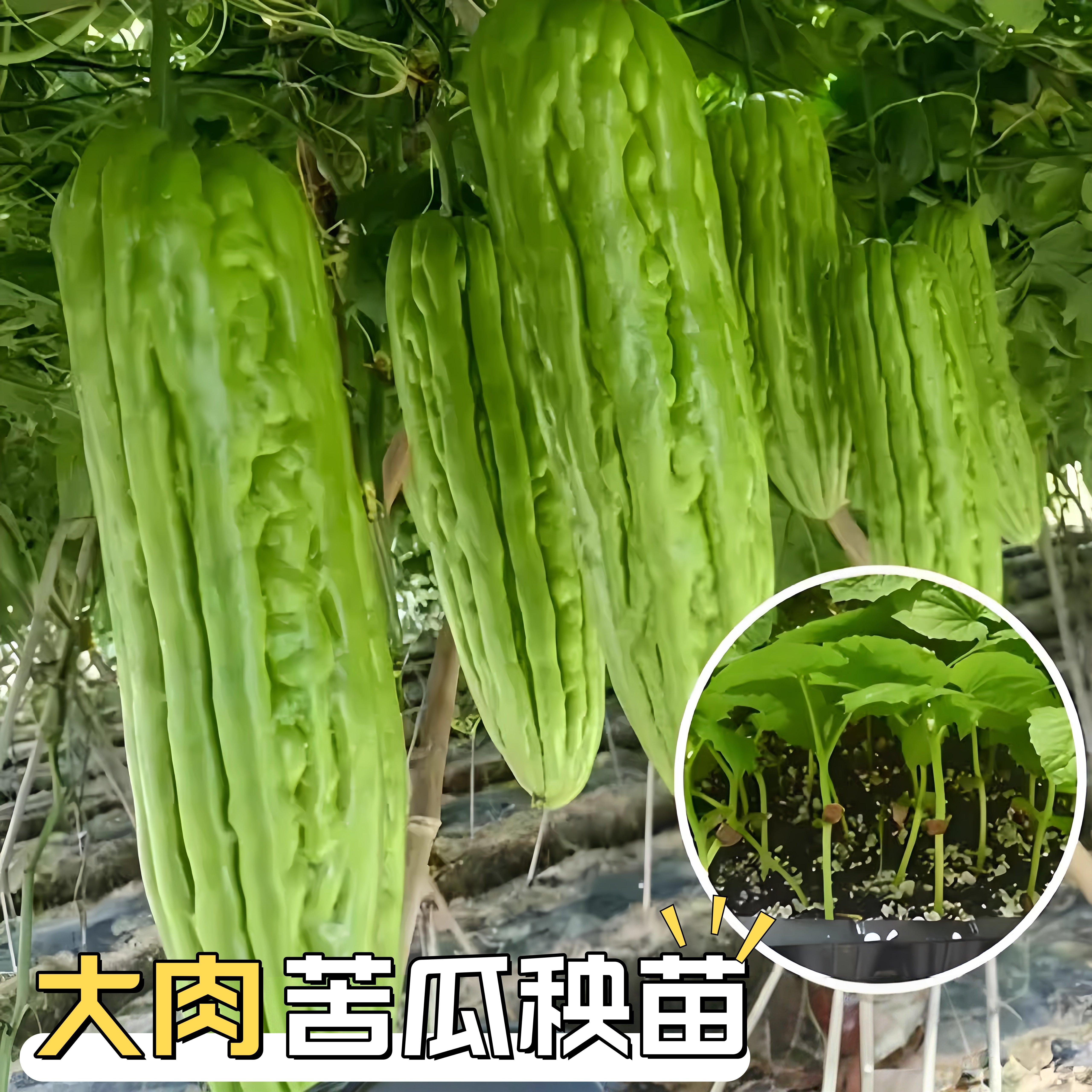 大肉苦瓜苗带土青白油绿苦瓜秧苗苦爪种子微苦绿疙瘩本地新老品种