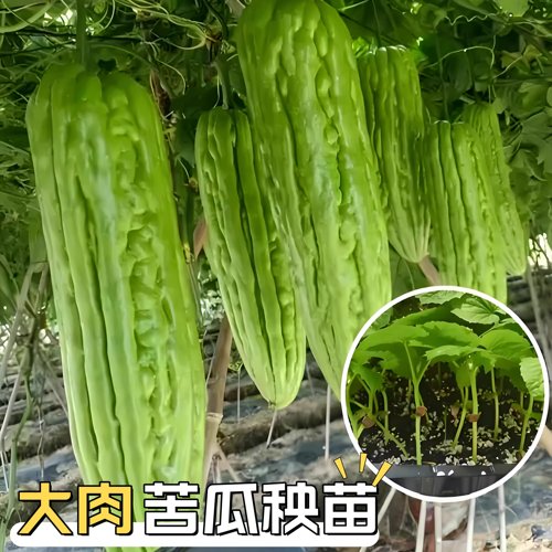 大肉苦瓜苗带土绿疙瘩新老品种