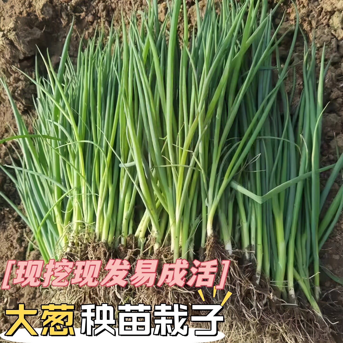大葱苗秧苗四季可种植耐寒阳台蔬菜幼苗秧苗新鲜栽子大白葱青葱葱