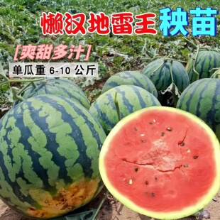 懒汉地雷王西瓜秧苗大甜度中熟高产麒麟黄皮红壤嫁接西瓜苗种子籽