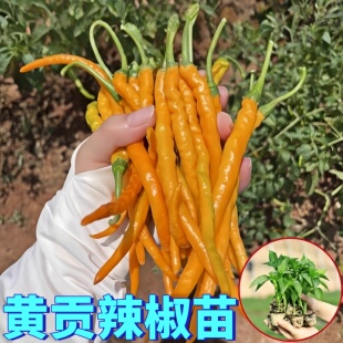 黄贡椒苗秧苗种子黄皮线椒种籽香辣高产黄色条椒黄甜椒盆栽蔬菜苗