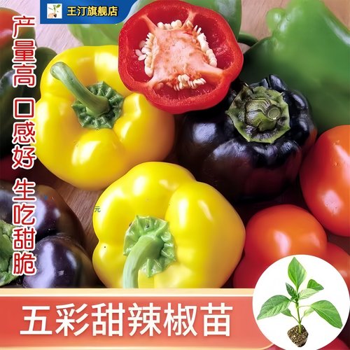绿甜椒苗子甜椒大果菜椒辣椒苗圆椒早熟成活率高大棚菜园蔬菜种苗