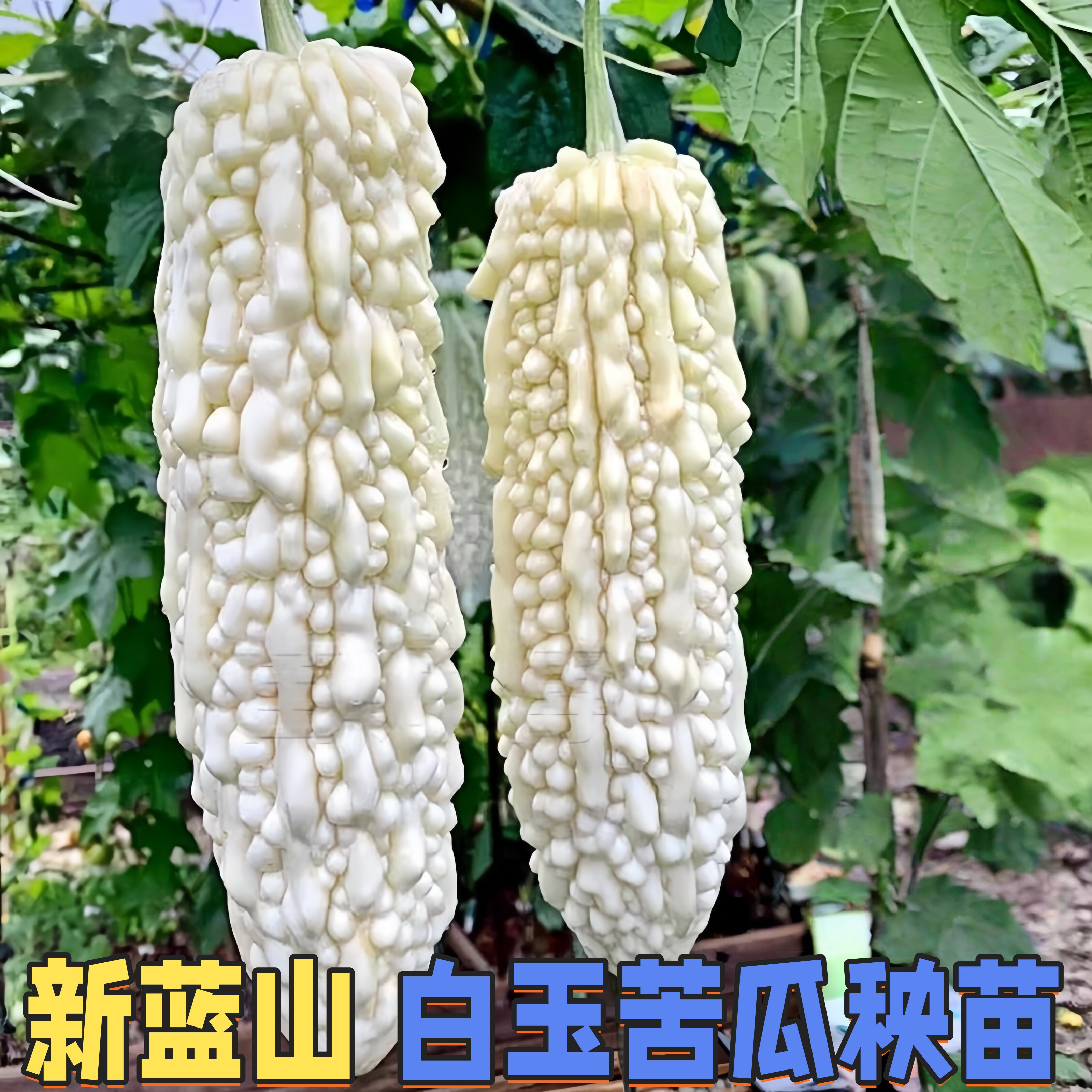 微苦白玉苦瓜秧苗带土绿色水果蔬菜四季黄金癞瓜高产苹果苦瓜种子