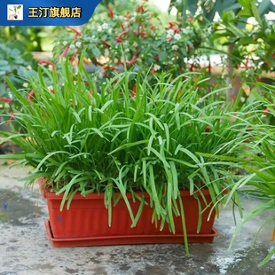 红根韭菜根苗紫根四季红大叶细叶农家九菜艽菜红根宽叶大韭菜根儿