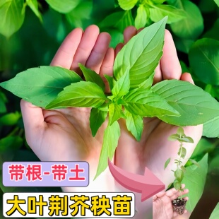 大叶荆芥秧苗种子带根带土四季种植阳台盆栽蔬菜苗家庭香草罗勒苗