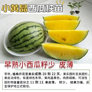 山研小黄晶西瓜秧苗大甜度中熟高产麒麟黄皮红壤嫁接西瓜苗种子籽