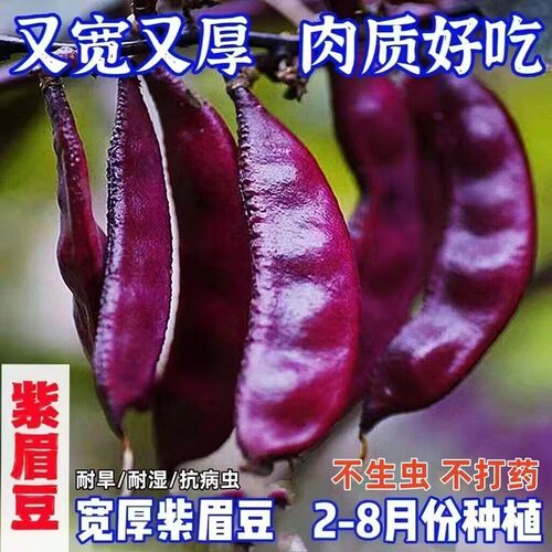 紫红扁豆苗种苗全红扁豆高产挂果多抗病四季眉豆种植四季蔬菜秧苗