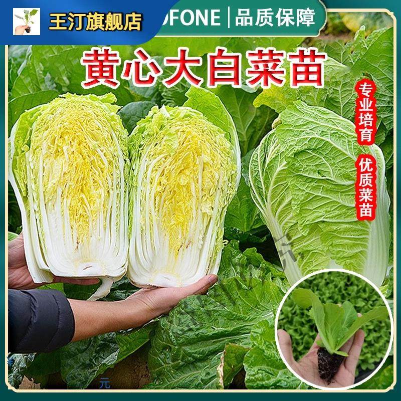 黄心大白菜苗秧苗四季菜苗宽帮青菜种子东北种孑秋季越冬籽种大全,鲜花速递/花卉仿真/绿植园艺,家庭园艺种子,淘宝优惠券,粉丝福利购,淘宝优惠卷