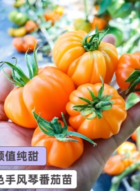 黄色手风琴番茄苗辉煌橙黄色香甜千禧圣女果高糖口感超好小番茄苗