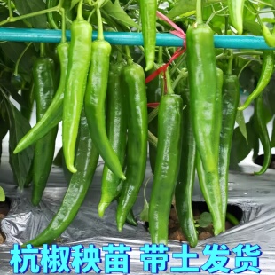 正宗杭椒苗一号辣椒苗七号真不辣杭椒秧苗浙江杭州的种子特辣高产