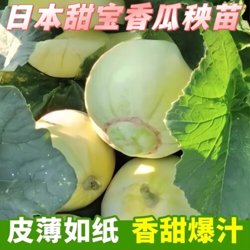 日本甜宝甜瓜种子绿宝石西瓜苗