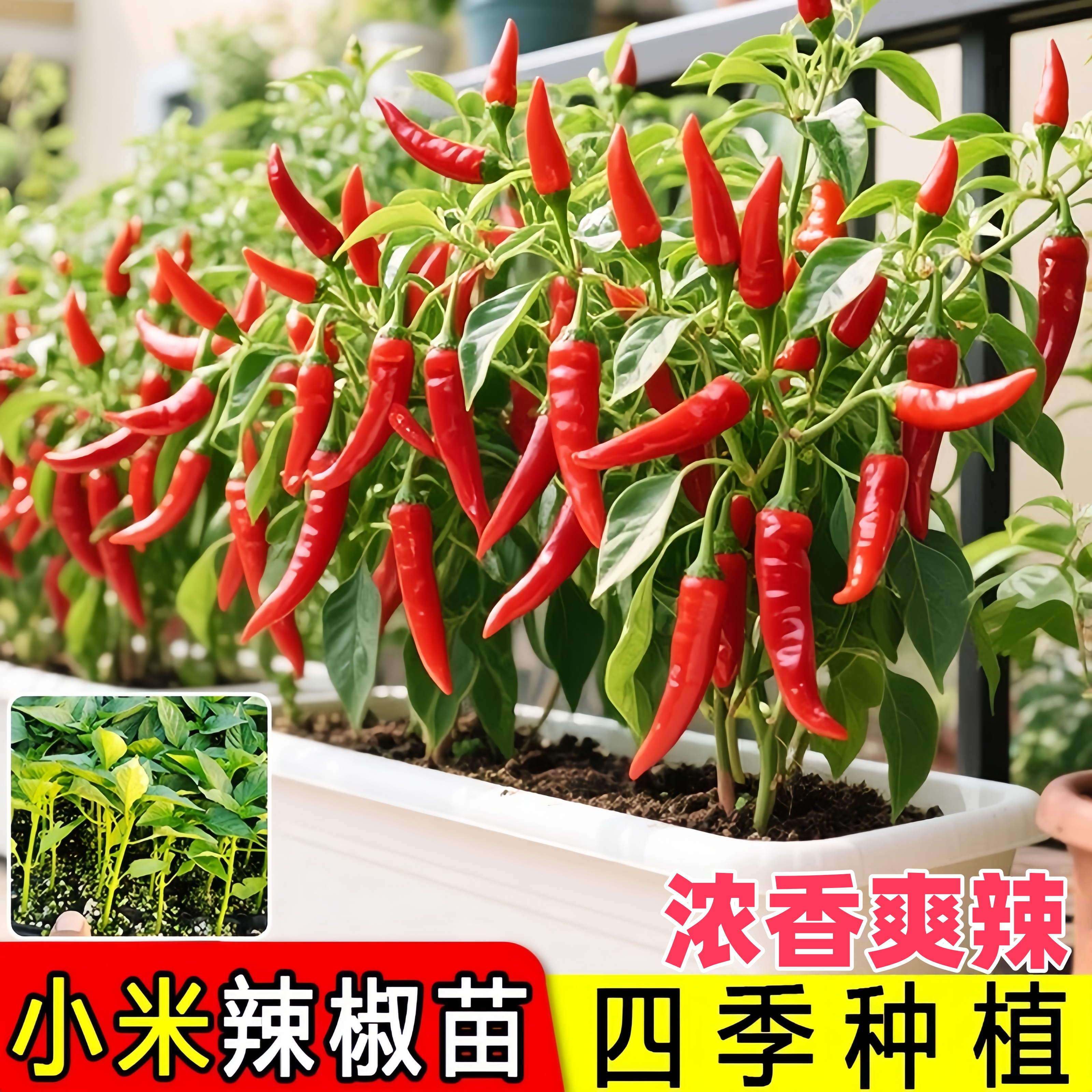 小米辣椒苗秧苗四季樟树