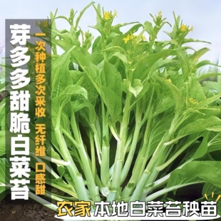 农家本地甜脆白菜苔苗秧苗多次采收无纤维口感甜脆四九菜心蔬菜苗