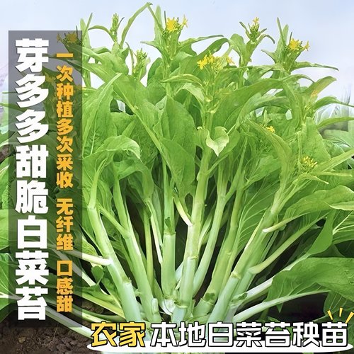 农家本地甜脆白菜苔苗