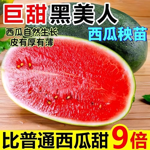 越南正宗黑美人西瓜苗巨甜多汁
