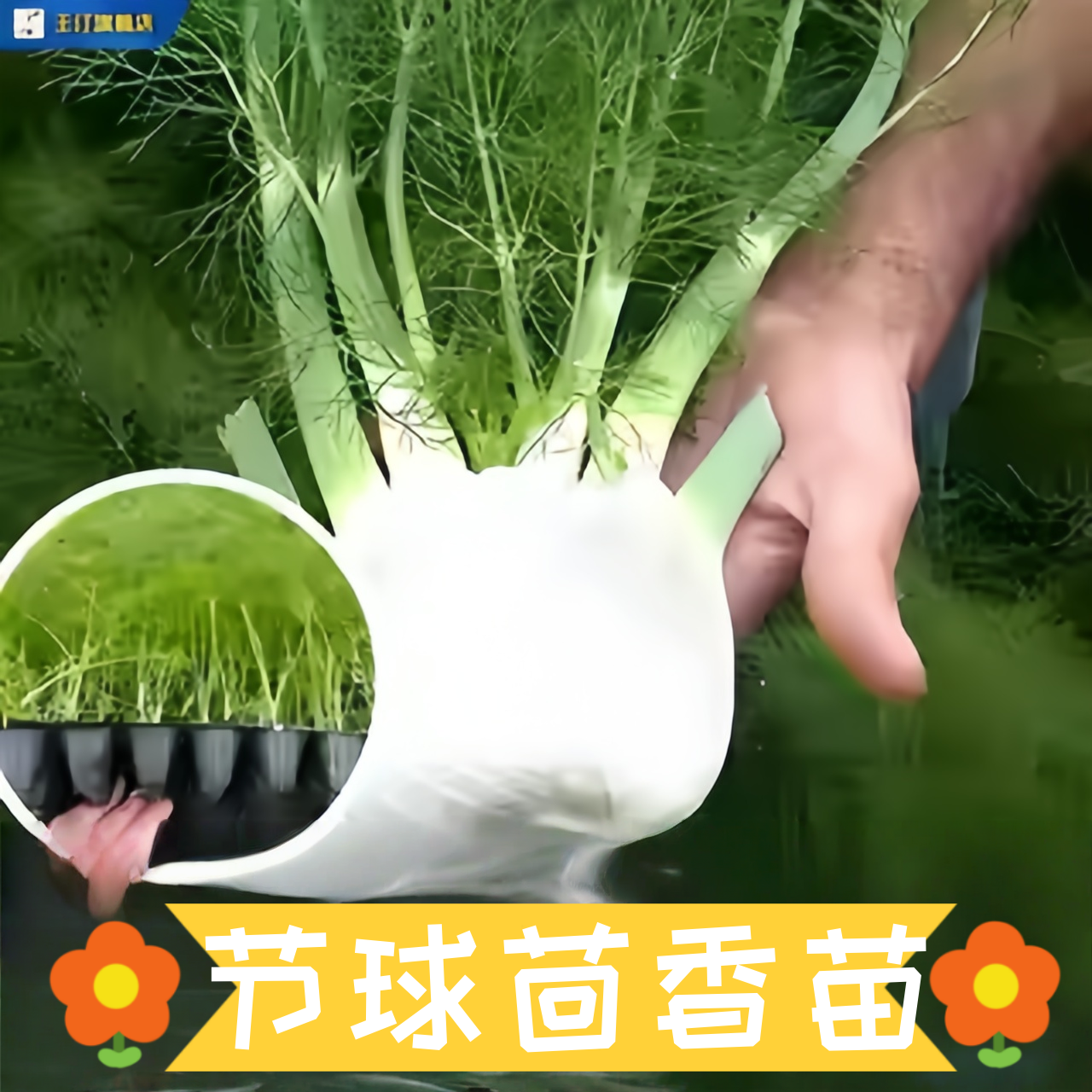 球茎茴香苗盆栽种籽新鲜茴香苗带根苗秧苗球茎茴香种子四季蔬菜苗,鲜花速递/花卉仿真/绿植园艺,种苗/半成品盆栽,淘宝优惠券,粉丝福利购,淘宝优惠卷