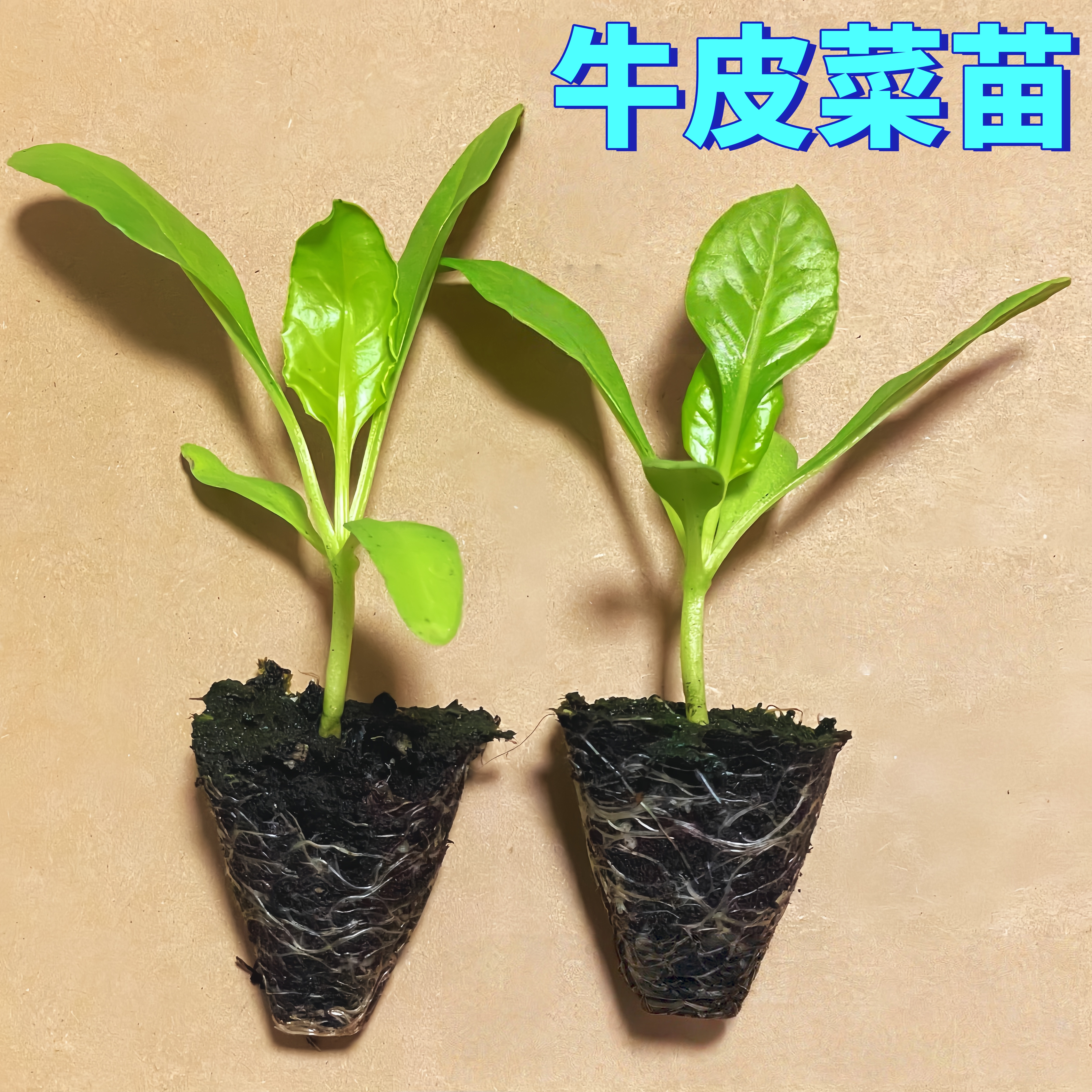 牛皮菜苗牛皮菜秧苗带土苗活苗