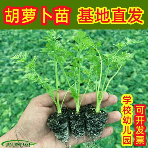 胡萝卜苗秧樱桃萝卜苗杨花萝卜苗花生苗青菜生菜苗大豆苗秧幼秧苗