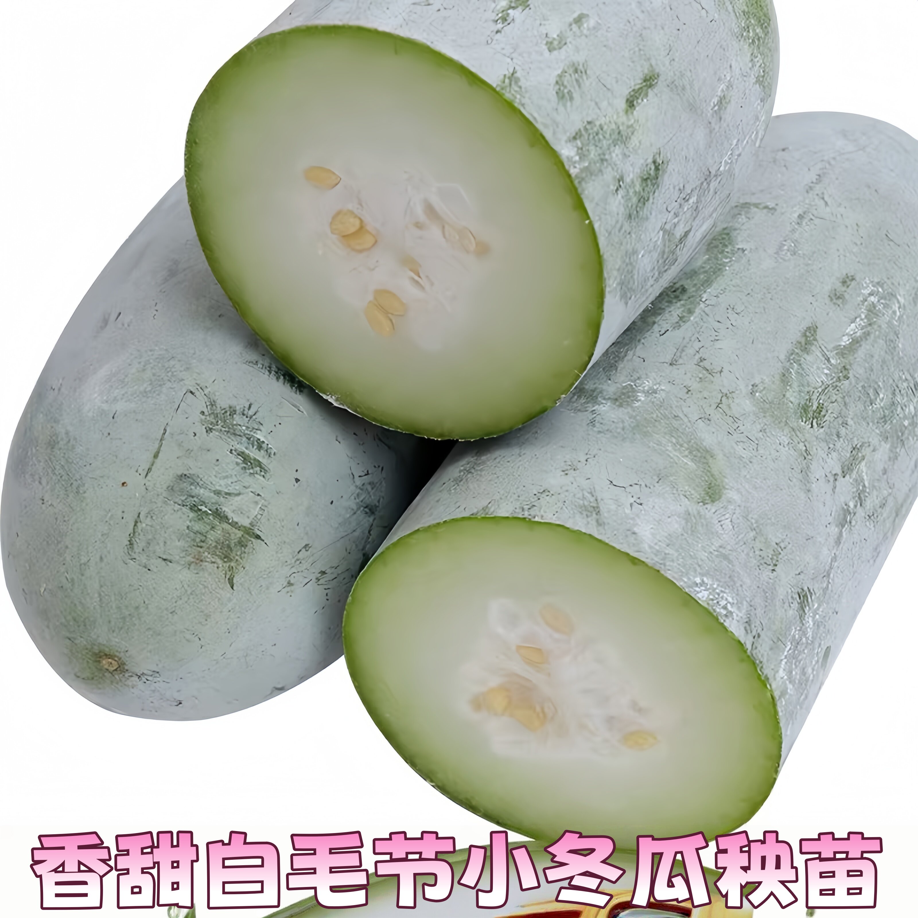 漳州小冬瓜苗秧现挖迷你白毛节瓜农家种植当季时令蔬菜香冬瓜秧苗