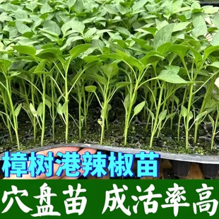正宗樟树港辣椒苗穴盘苗成活率高蔬菜种苗盆栽本地土辣椒秧苗香辣