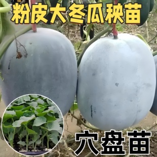 特大粉皮大冬瓜苗秧苗老品种种子巨型白皮东爪苗本地不搭架
